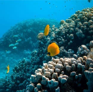 wildlife in goa